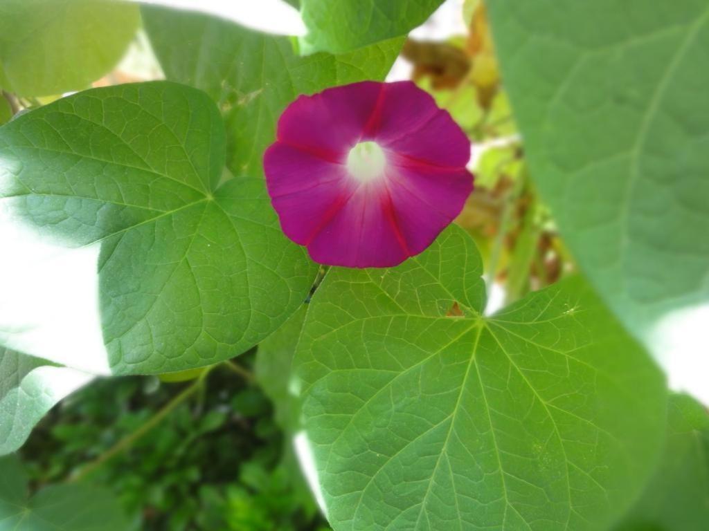 Dali Four Season Flower Inn ต้าหลี่ ภายนอก รูปภาพ